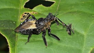 Assassin Bug with Ant from Ecuador