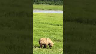 The Life Of A Baby Polar Bear