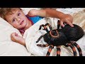 🎶 INCY WINCY ARAÑA PEQUEÑITA 🎶 Itsy Bitsy Spider Español | Canciones Infantiles | Nursery Rhymes