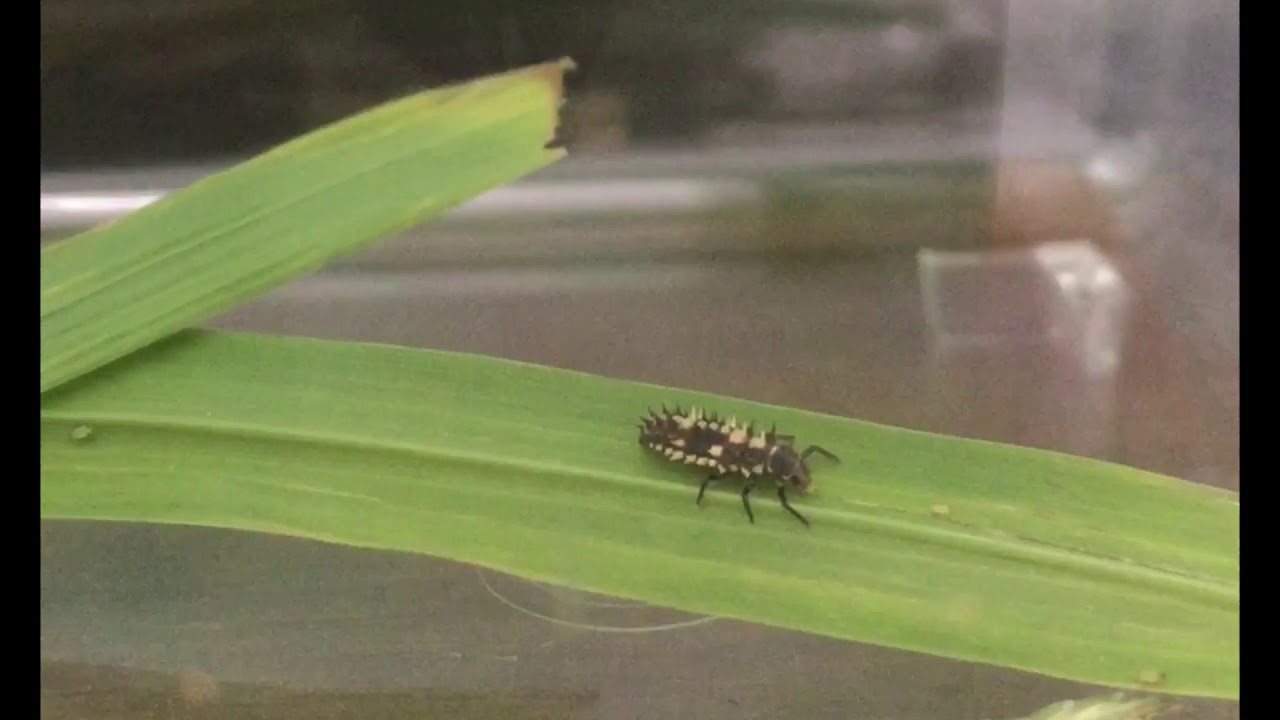 テントウムシ 幼虫 のアブラムシ捕食 Youtube