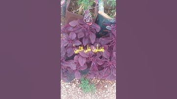 القرآن الكريم #قرآن #اكسبلور #المصحف