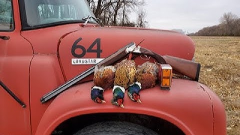 2022 Early Season Pheasant Hunting With Wirehaired Pointing Griffons