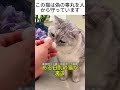 この猫は偽の睾丸を人から守っています