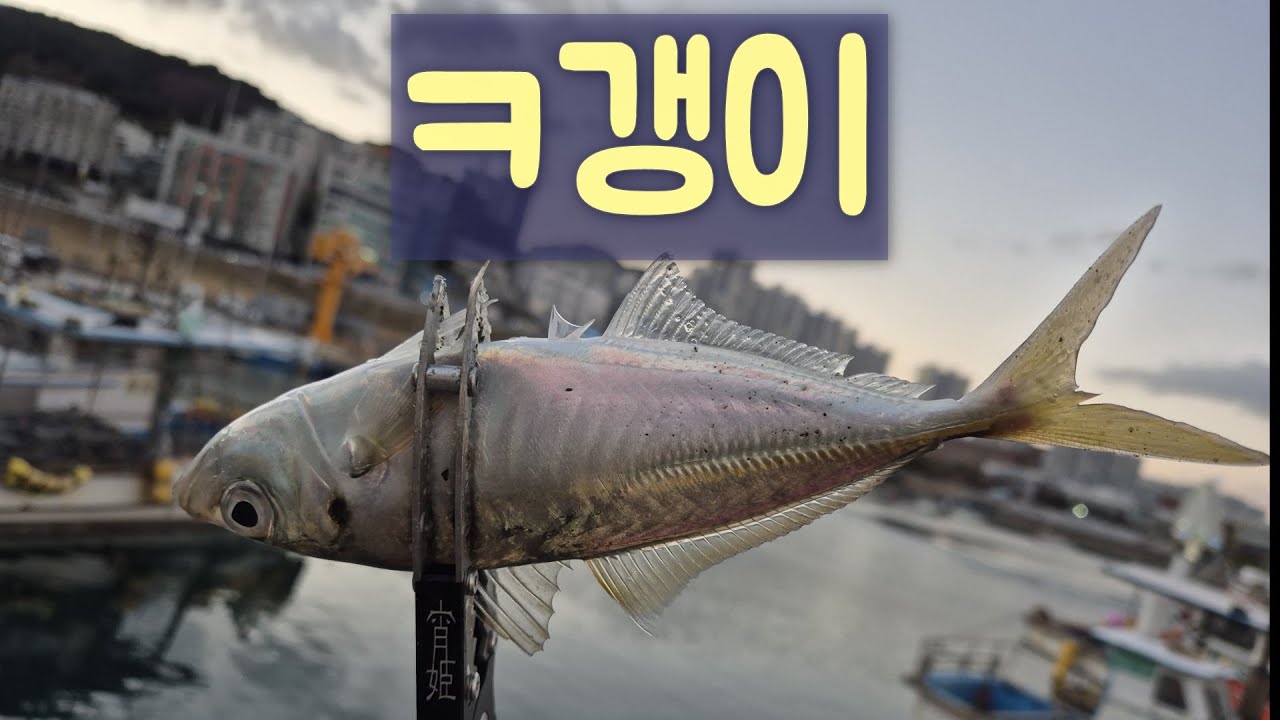 짬내서 짬낚하기.... #아징 #fishing #부산낚시 #낚시 #짬낚전갱이tv #바다