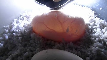 carpet python eggs 24 days incubation