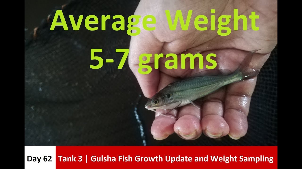 Day 62 - Tank 3 | Gulsha Fish Growth Update and Weight Sampling | Biofloc | 5th September 2019