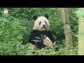 四川省 ジャイアントパンダ「シャンシャン」がパンダ基地で飼育員とかくれんぼ