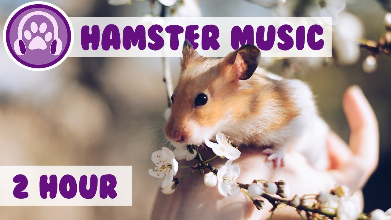 Hamster Music Relaxing, Soothing Music for Pet Hamsters! YouTube