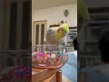 【音を楽しむドヤ顔オカメ】#shorts #オカメインコ