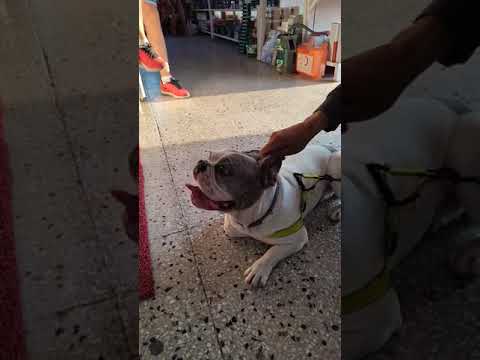 Video: Trendy Yeni Tür Köpek Tedavi Fransız Bulldogs Kuruyemiş Go