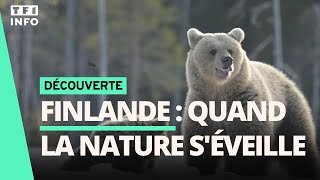 📚 Ours, loups... Quand la nature de Finlande s'éveille