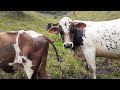 🐄MONTA DE toro y VACA // Mas Crías en la Finca 2021