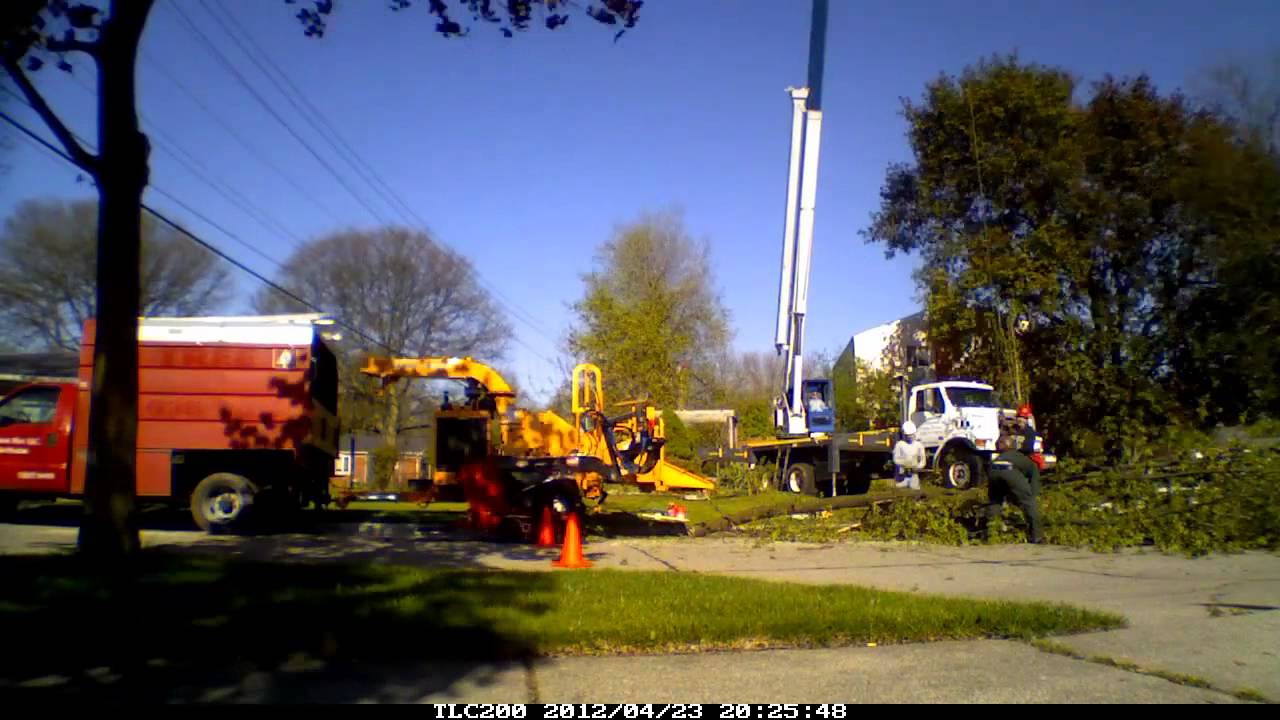Silver Maple Tree Removal Livonia, MI.mp4 - YouTube