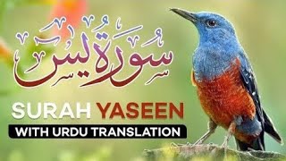 Surah yasin | Surah Yasin (Yaseen) | Full With Arabic | Beautiful recitation | یس سورہ