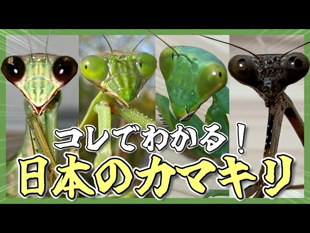 Ultimate Guide] Introducing All Mantis Species in Japan ①: The