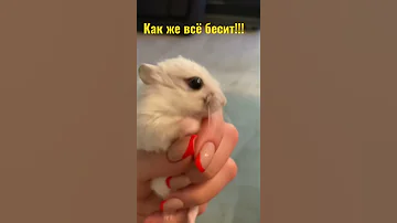 Как же меня все бесит! Все бесит! Смешные хомяки! #Shorts