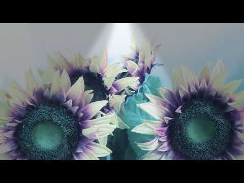 夜空中最亮的星  朗诵-思佳