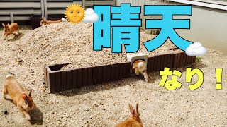 天気がよくて庭をピョンピョン飛び跳ねるうさぎ　#978