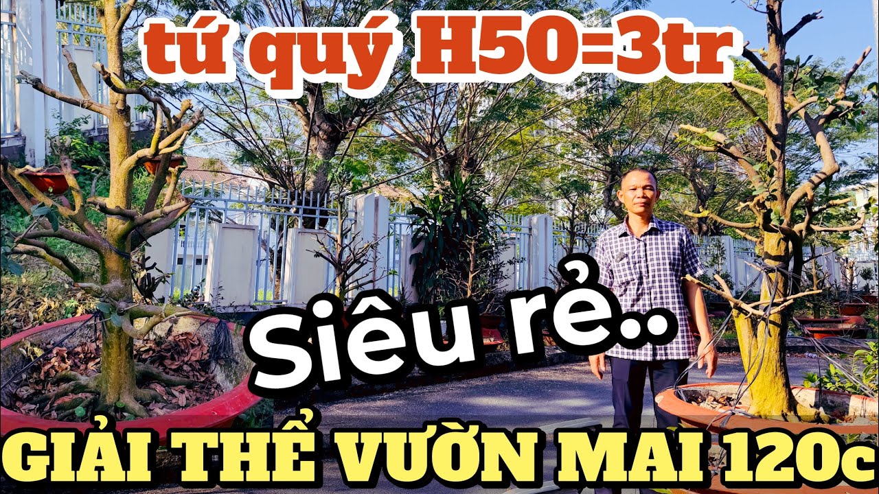 Không thể tin tứ quý H50 giá chưa tới 3tr thầy Hiệp giải thể vườn mở rộng mặt bằng trường Lê Quý Đôn