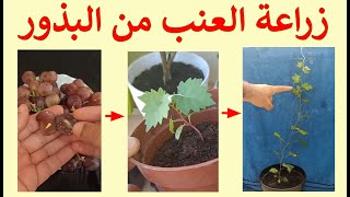 تعلم زراعة العنب من البذور، من البذرة للثمرة ج.1