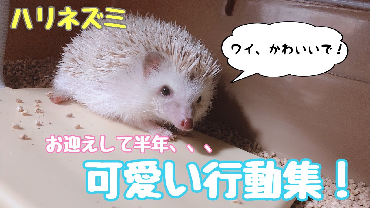 ハリネズミのかわいい行動集 ぽんちゃん Hedgehog Youtube