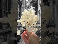 “In a world that fades to gray, hold on to what still blooms.”