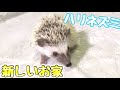 新しい家族!ハリネズミが来たのでお家を作ります!!