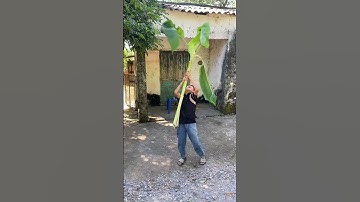 Trận chiến chuối to và nhỏ - Noob vs pro vs hacker banana battle #shorts