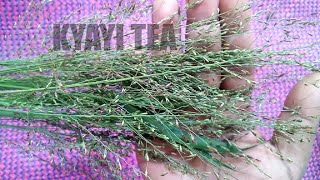 Mukonzikonzi Bamukola Webati Omuteka Mu Kyogero Ekyomwana Omuto