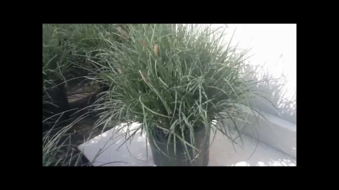 Carex Blue Zinger (Blue Sedge Grass)