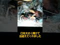 生後4日目のスズメのヒナ