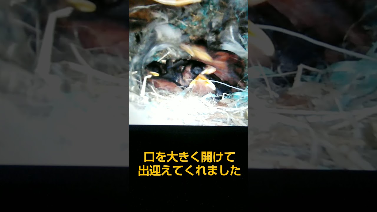 生後4日目のスズメのヒナ