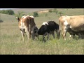 День в деревне Новорожденный теленок Ищем  медоносы Пастух бастует- пасем коров