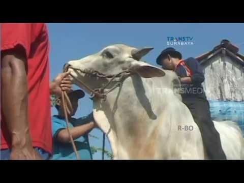 SAPI QURBAN TERBESAR yg NGAMUK dan BERDIRI 2016 (HD)  Doovi