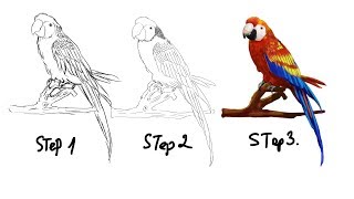parrot draw realistic easy step sketch