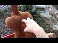 My Chickens like a good scratch!