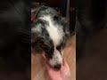 Give your hand to the dog and see how they react shorts