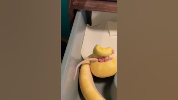 Python VS rat 🐀 #livefeeding #subscribe #python #ballpython #breeding #snake #rat