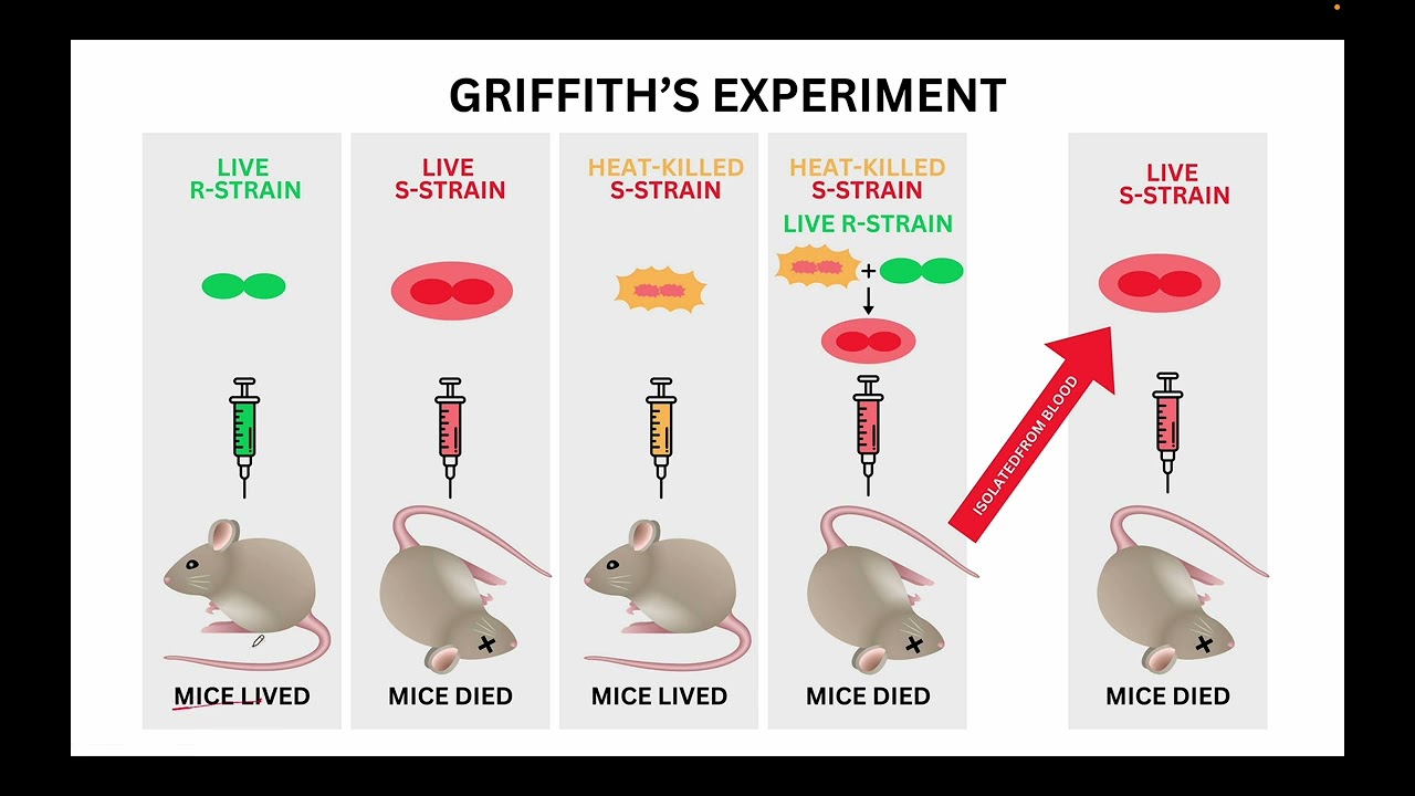 Week 4 Molecular Biology_NPTEL Problem Solving Session