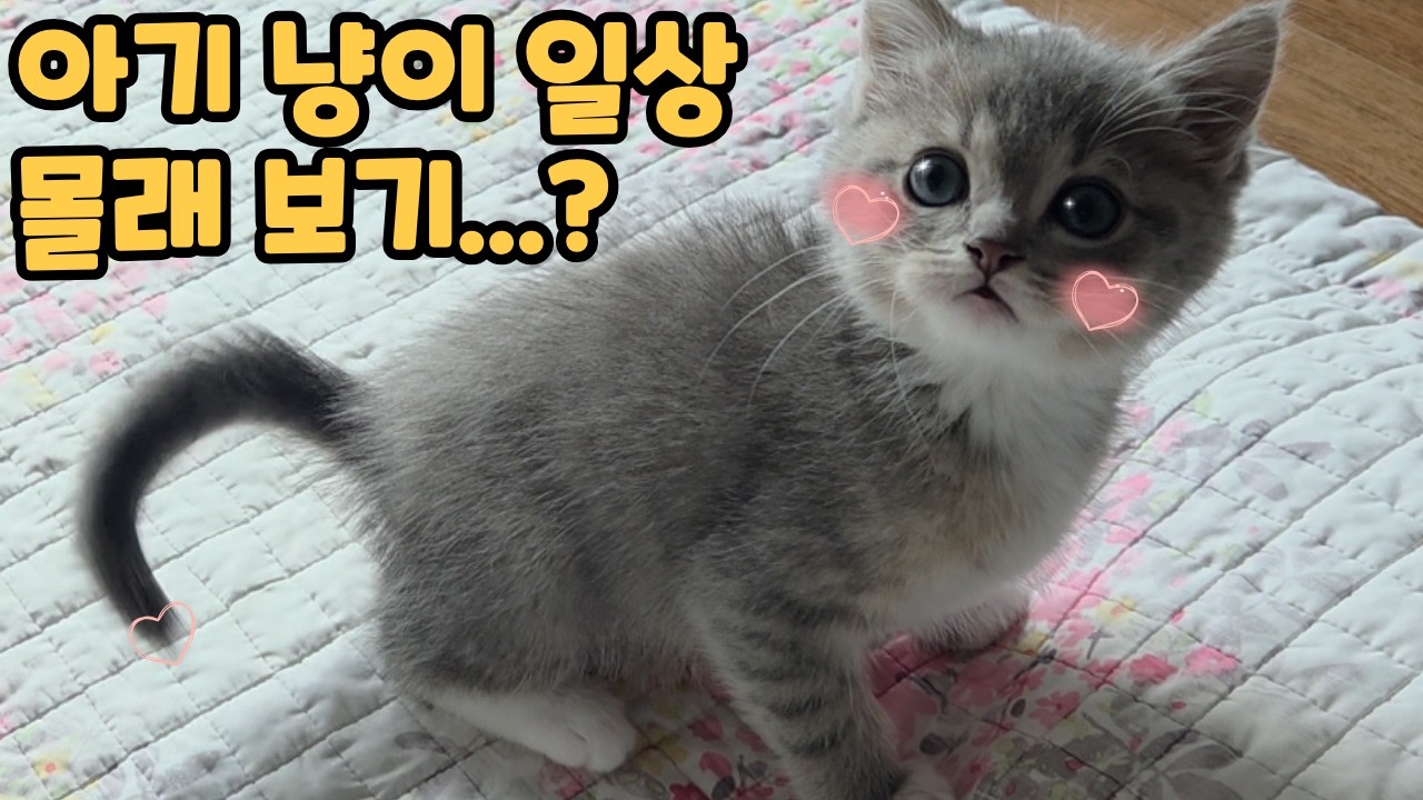 귀여운 아기 고양이 일상 | 힐링 타임