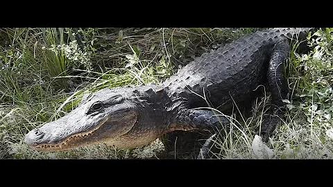 Everglades City, Smallwood Store, Fakahatchee Strand, Big Cypress with the Boardwalk, Tamiami Trail.