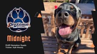 Midnight's Board and Train Adventure: Rottweiler Obedience Unleashed! by Team JW Enterprises 13 views 3 weeks ago 4 minutes, 21 seconds