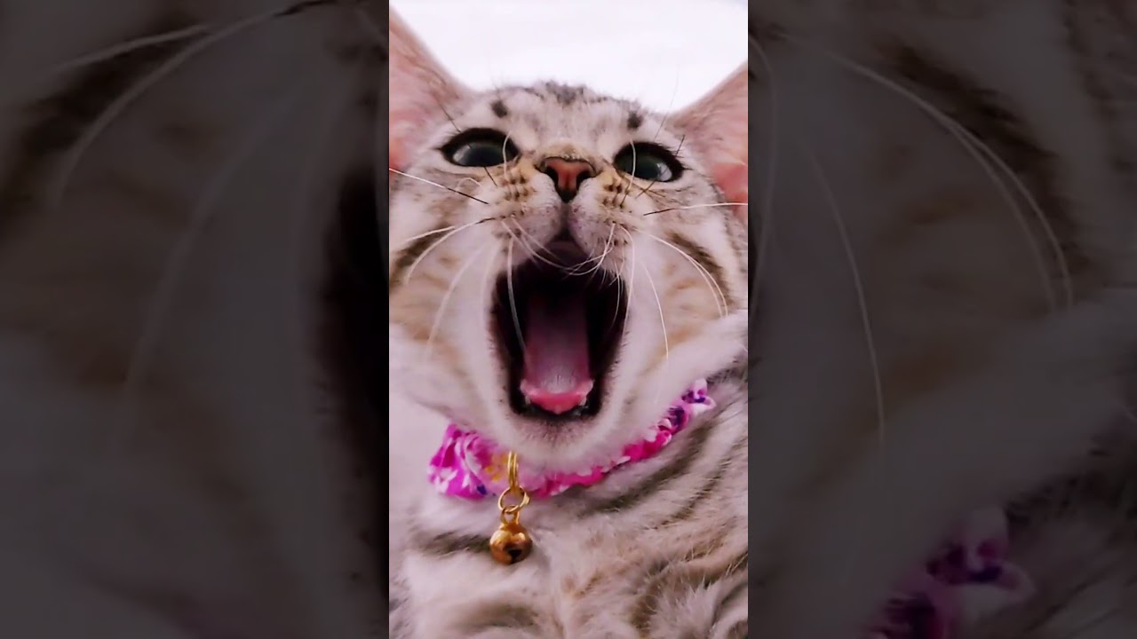 遊んだり休んだりまた遊んだりする子猫が可愛すぎ！　#マンチカン #ジェネッタ #短足