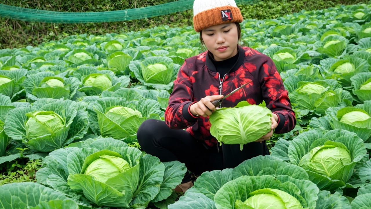 Harvesting cabbage, how to make pickled cabbage - Green apple orchard ready for harvest