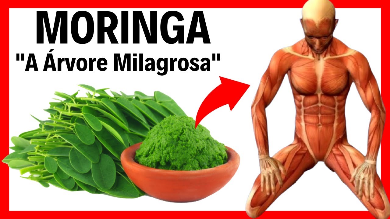 A Planta Terrestre Mais Nutritiva do Mundo - Moringa oleifera 