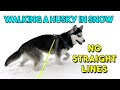 Walking a HUSKY, what&#39;s it like - Meeko SIX Months old