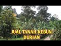 jual tanah kebun durian murah