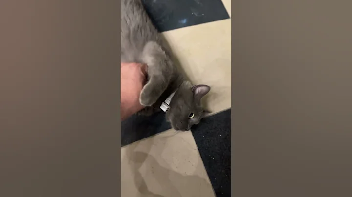 Watch the video about British short hair #youtubeshorts #shorts #travel #youtube #love #cat #adorable