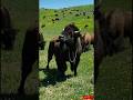 Epic Bison Dance-Off on the Prairie: Hip-Hop Battle | Funny Animal Dance 2026