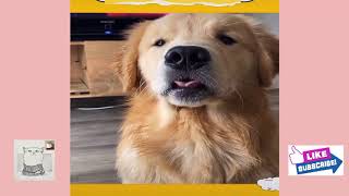 ❤️Funniest Pet Reactions & Bloopers #02😻 Funny Pet Videos🐶